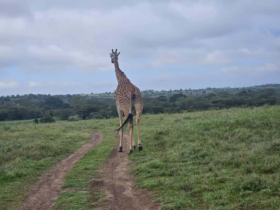 5 Hours Nairobi National Park Game Drive Tour 4x4 Open Roof - Entering Nairobi National Park Through a Short Ride and Big Views