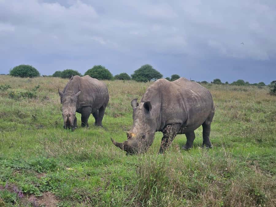 5 Hours Nairobi National Park Game Drive Tour 4x4 Open Roof - The Open-Roof 4x4 Game Drive: Why Sunrise Changes Everything