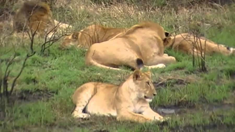 5 Hours Nairobi National Park Game Drive Tour 4x4 Open Roof - Animals You Can Reasonably Expect, and What the Park Does Not Have