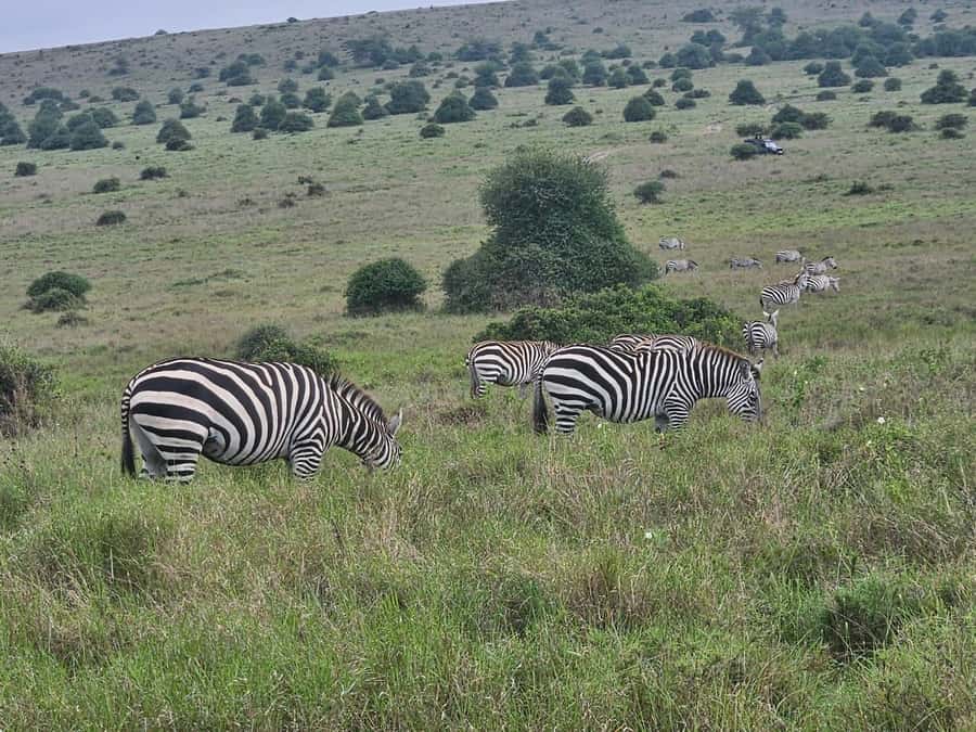 5 Hours Nairobi National Park Game Drive Tour 4x4 Open Roof - How the Guide-Led Commentary Makes the Sightings Better