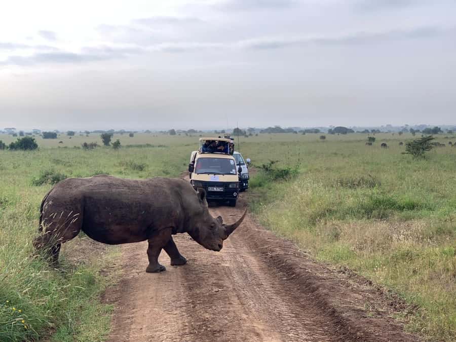 5 Hours Nairobi National Park Game Drive Tour 4x4 Open Roof - Timing Your Day: Half-Day Comfort With a Little Buffer