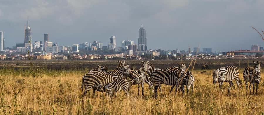 5 Hours Nairobi National Park Game Drive Tour 4x4 Open Roof - Who Should Book This Sunrise Nairobi National Park Tour