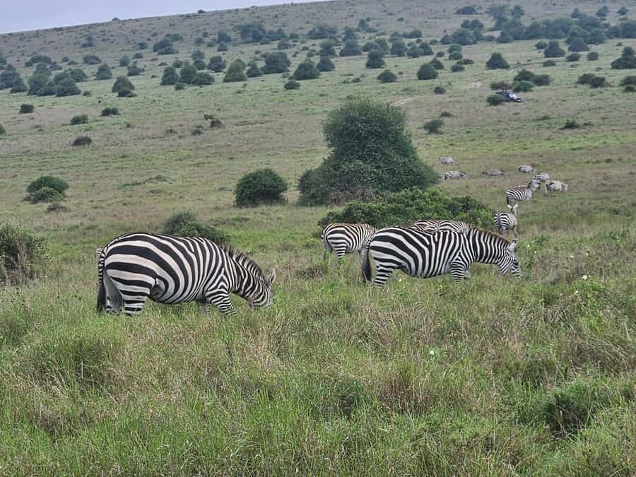 5 Hours Nairobi National Park Game Drive Tour 4x4 Open Roof - Quick Practical Tips Before You Go