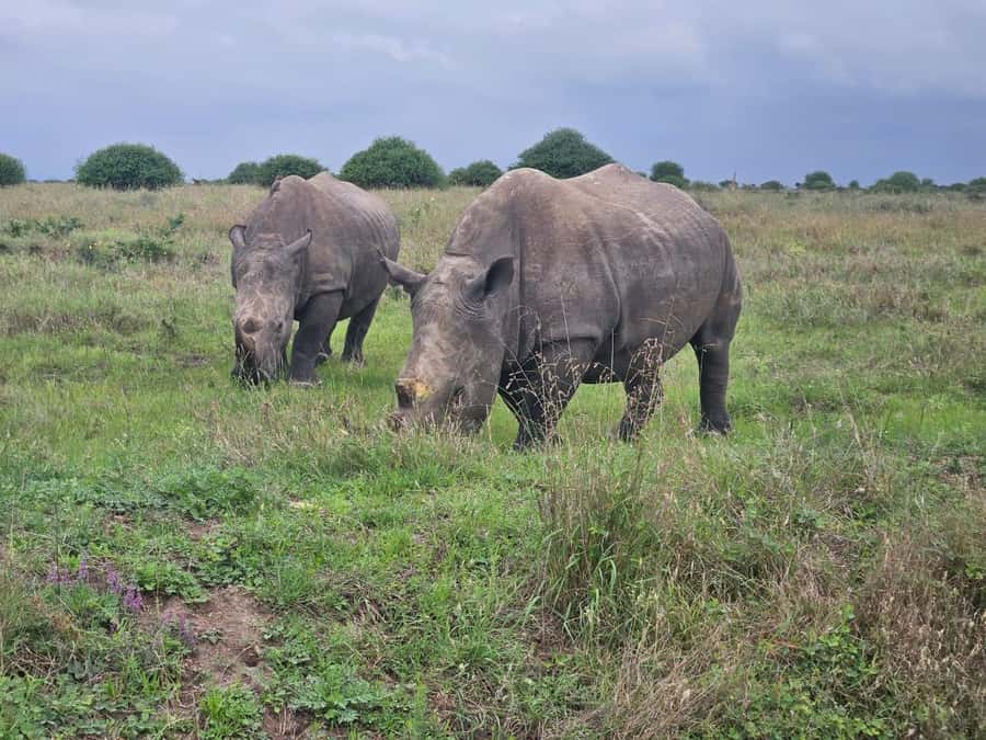 5 Hours Nairobi National Park Game Drive Tour 4x4 Open Roof - The Park’s Ecosystems, Explained in Real Time