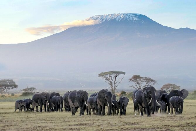 5days Tour Tsavo East & west, Amboseli from Mombasa / Nairobi - Day 1 in Tsavo East: Voi Safari Lodge and an Afternoon Game Drive