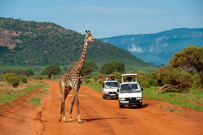 5days Tour Tsavo East & west, Amboseli from Mombasa / Nairobi - Day 2 in Tsavo West: Ngulia Safari Lodge, Relax Time, and Elephant Herd Drives