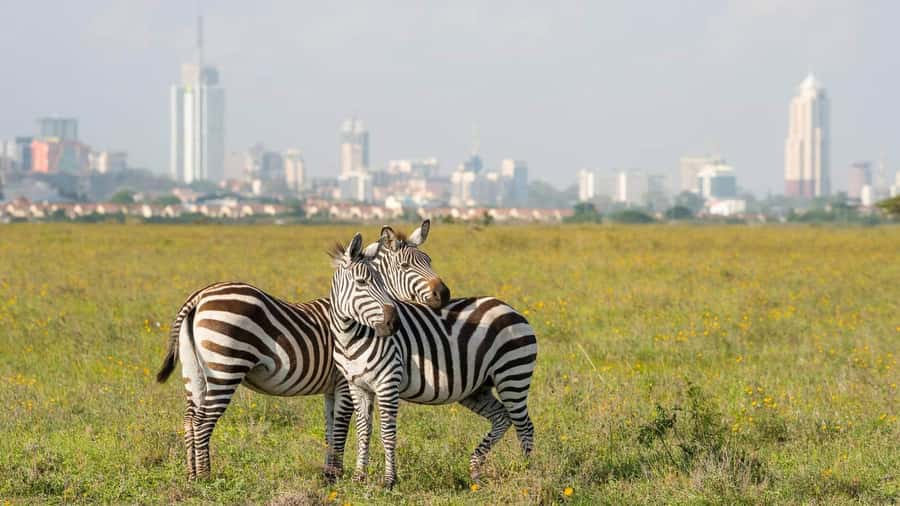 5Hrs Nairobi National Park MorningEvening Gamedrive 4x4 Van - Key Points Worth Knowing Before You Go