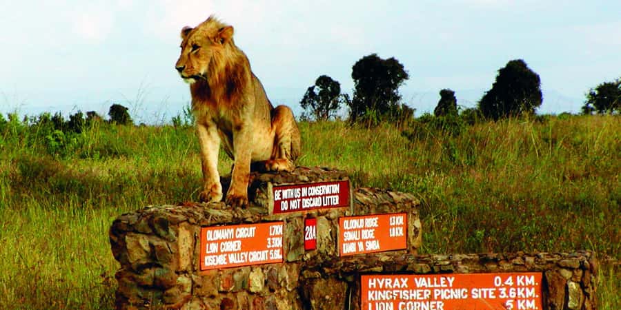 5Hrs Nairobi National Park MorningEvening Gamedrive 4x4 Van - Pickup, Van Setup, and Why Timing Can Stretch Past a True Half-Day