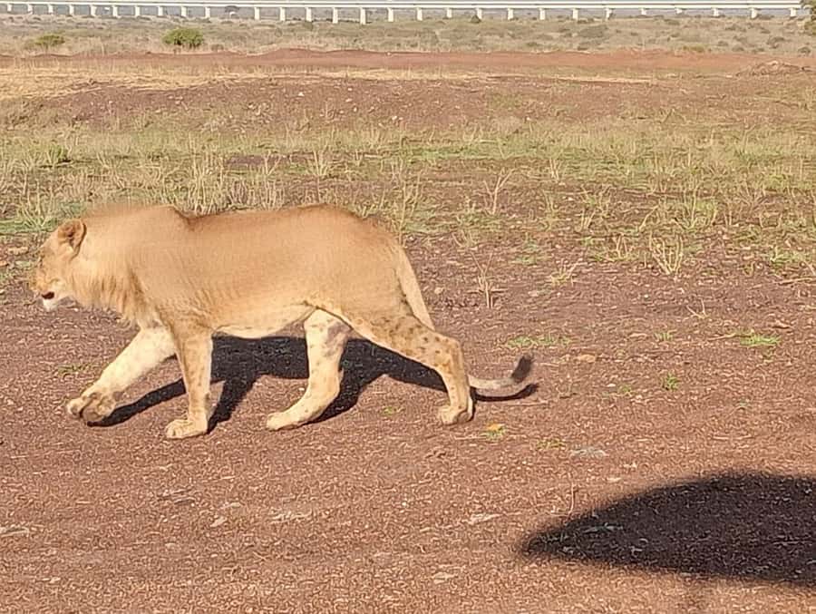 5Hrs Nairobi National Park MorningEvening Gamedrive 4x4 Van - Inside the Park, You’re Watching Three Ecosystems Compress Into One Drive