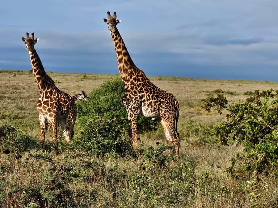 5Hrs Nairobi National Park MorningEvening Gamedrive 4x4 Van - The Game Drive Focus: What You Can See Fast, and What to Lower Your Expectations For