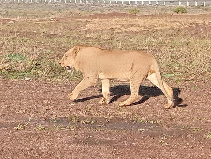 5Hrs Nairobi National Park MorningEvening Gamedrive 4x4 Van - Craft Stops at Kobe Beads and the Leather Factory: Worth It, But Plan for Timing