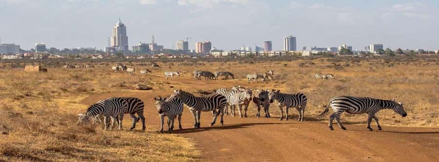 5Hrs Nairobi National Park MorningEvening Gamedrive 4x4 Van - Comfort, Water, and Vehicle Details: The Stuff That Can Make or Break the Day