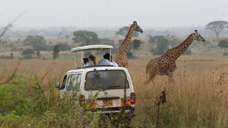 5Hrs Nairobi National Park MorningEvening Gamedrive 4x4 Van - Nairobi National Park Feels Like a City Safari for People on a Tight Schedule