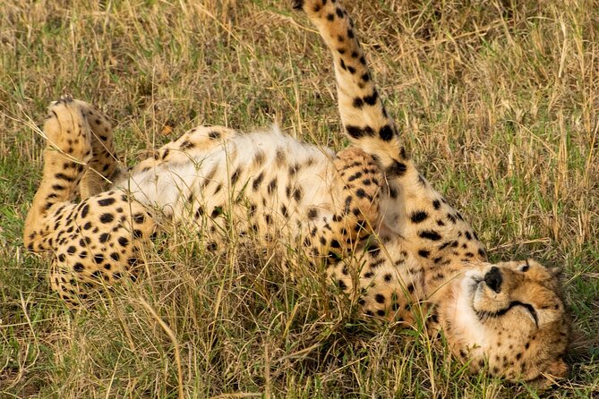 5Hrs Nairobi National Park MorningEvening gamedrive 4x4 vehicle - Price value at $40 per person, and the costs that can surprise you