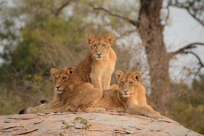 5Hrs Nairobi National Park MorningEvening gamedrive 4x4 vehicle - How to get the best wildlife odds: sit smart, ask early, stay patient