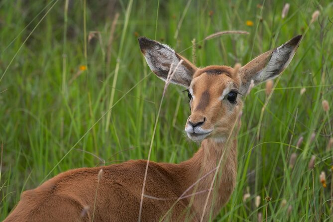 5Hrs Nairobi National Park MorningEvening gamedrive 4x4 vehicle - Who this Nairobi half-day safari fits best
