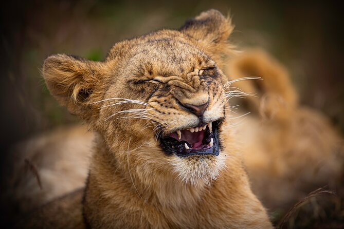 5Hrs Nairobi National Park MorningEvening gamedrive 4x4 vehicle - The 4-hour wildlife drive, what you’re likely to see and how guides help