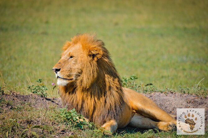 6-Day 5 Nights Masai Mara, Lake Nakuru & Amboseli Budget Safari - Amboseli full day: elephants, habitats, and Kilimanjaro views