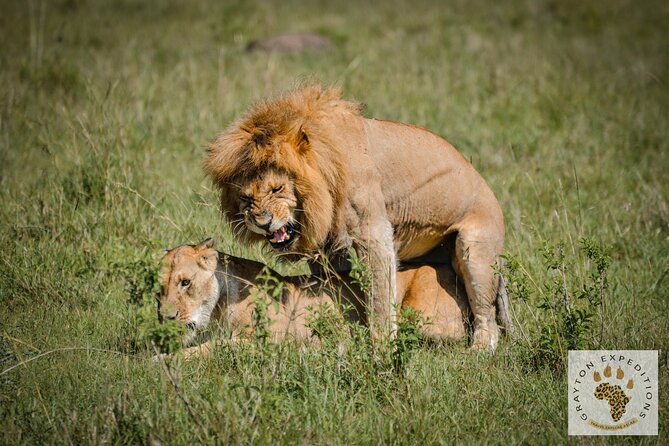 6-Day 5 Nights Masai Mara, Lake Nakuru & Amboseli Budget Safari - Day 6 return to Nairobi: one more morning drive and the big-picture payoff