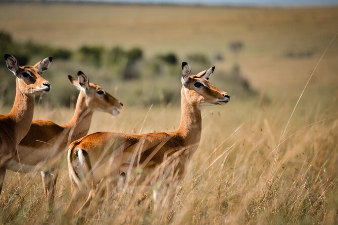 6-Day 5 Nights Masai Mara, Lake Nakuru & Amboseli Budget Safari - Value and budget reality: is $585 a fair deal?