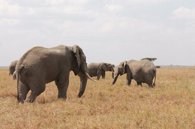 6-Day Kenya and Tanzania safari - Why This Kenya and Tanzania Combo Works in 6 Days