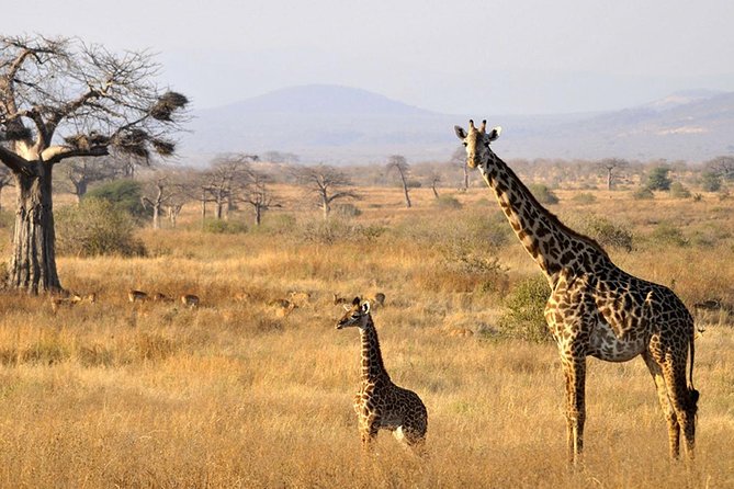 6-Day Kenya and Tanzania safari - Day 4: Serengeti Day With Picnic Lunch, More Time in the Heart of Wildlife Country