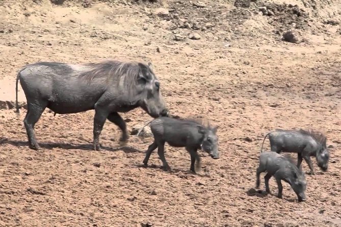 6-Day Kenya and Tanzania safari - Transport and Vehicles: Minivan Transfers and Safari Land Cruisers