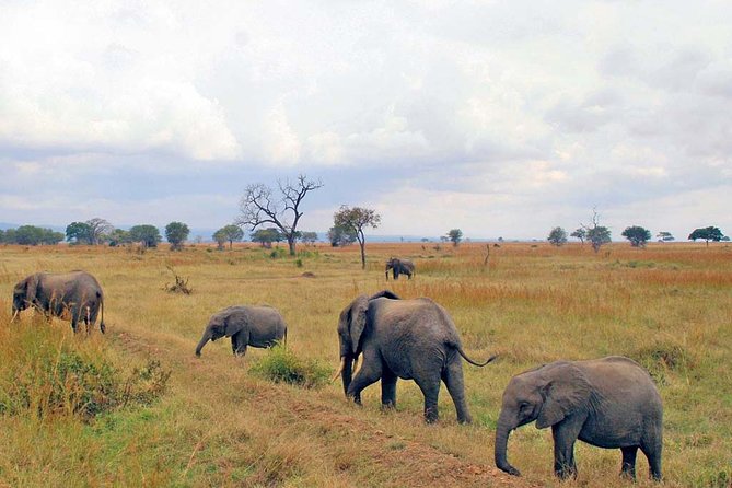 6-Day Kenya and Tanzania safari - Day 1: Nairobi to Maasai Mara, First Game Drive at Pride Inn Mara