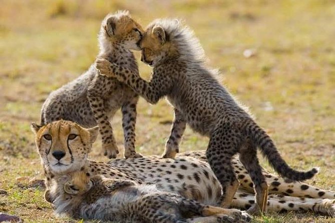 6 Day Maasai Mara, Lake Nakuru, Amboseli National Park - Amboseli, Lake Nakuru, Maasai Mara: the value of this specific route