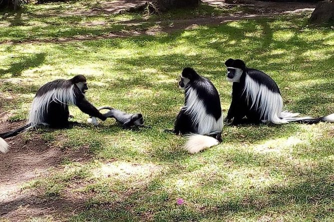 6 Day Maasai Mara, Lake Nakuru, Amboseli National Park - Day 4: Maasai Mara afternoon game drive and Great Migration country