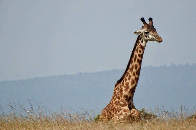 6 Day Maasai Mara, Lake Nakuru, Amboseli National Park - Day 6: Back to Nairobi, with your last light of safari memories