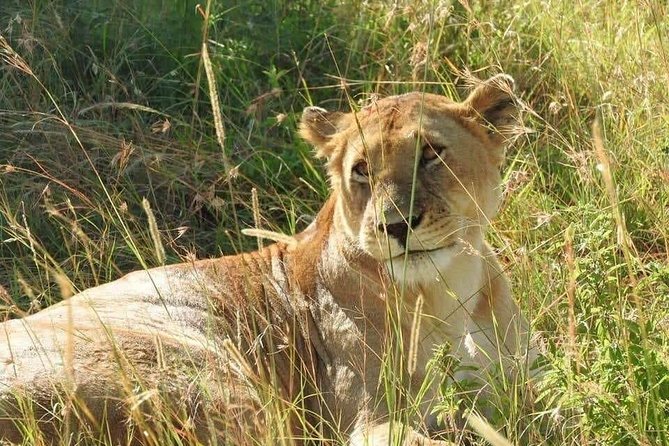 6 Day Maasai Mara, Lake Nakuru, Amboseli National Park - Day 1: Arriving in Amboseli for elephants and Kilimanjaro sightlines