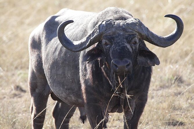 6-Day Maasai Mara, Lake Nakuru and Amboseli Safari - Day 1: Nairobi to Maasai Mara, with Rift Valley Photo Stops
