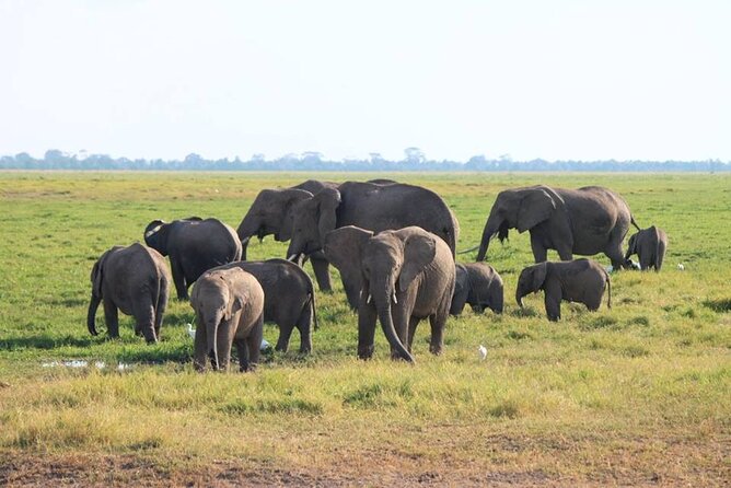 6-Day Maasai Mara, Lake Nakuru and Amboseli Safari - Day 3: Lake Nakuru, Flamingos and the Pink-Lake Bird Scene