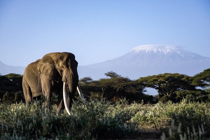 6-Day Maasai Mara, Lake Nakuru and Amboseli Safari - Day 5: Amboseli Full Drive plus Optional Maasai Village Visit