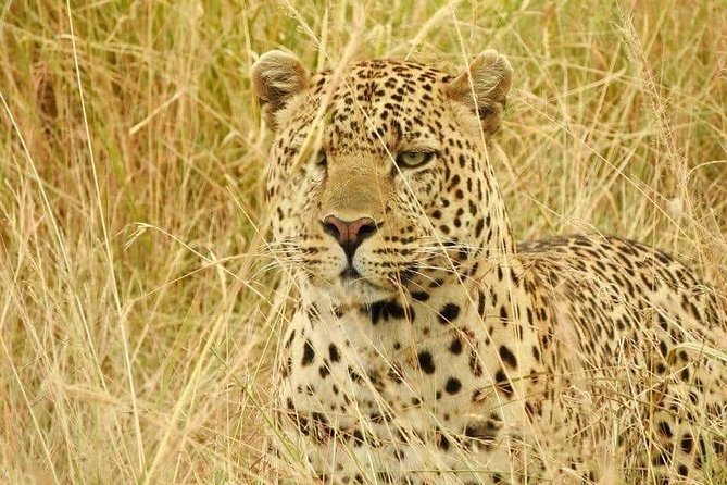 6-Day Maasai Mara Reserve, Lake Naivasha, Amboseli National Park - Price and What the $1,800 Per Person Actually Buys You