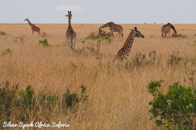 6-Day Maasai Mara Reserve, Lake Naivasha, Amboseli National Park - Guides and Smooth Days, Including Names Like Alex and Gilbert