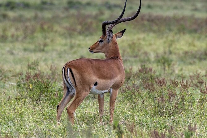 6-Day Maasai Mara Reserve, Lake Naivasha, Amboseli National Park - Timing, Game-Drive Pace, and What to Expect Day-to-Day