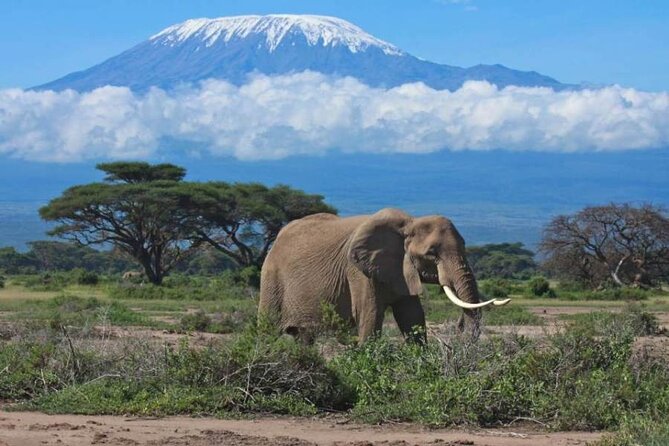 6-Day Private Landcruiser Safari to Masai Mara, Nakuru & Amboseli - Masai Mara Big Five Hunting, Plus Mara River Predator Energy