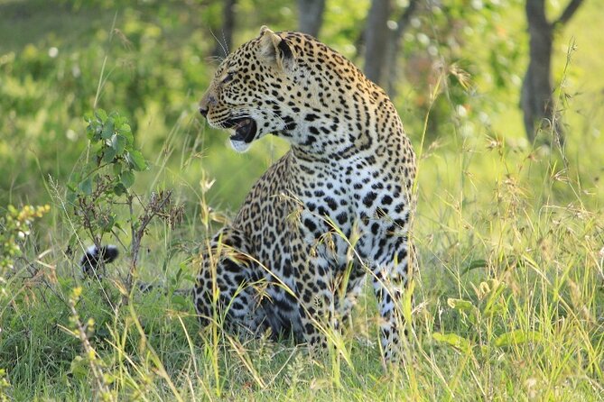 6-Day Private Landcruiser Safari to Masai Mara, Nakuru & Amboseli - Amboseli National Park: Elephants, Kilimanjaro Views, and Open Plain Drives