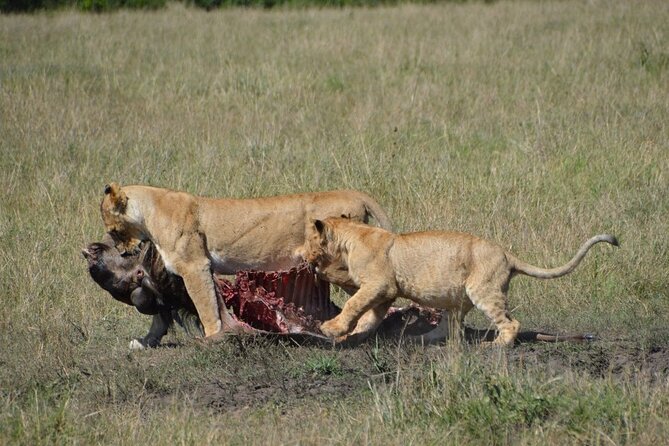 6-Day Private Landcruiser Safari to Masai Mara, Nakuru & Amboseli - The Real Value Driver: Private Transport and Guide-Led Spotting