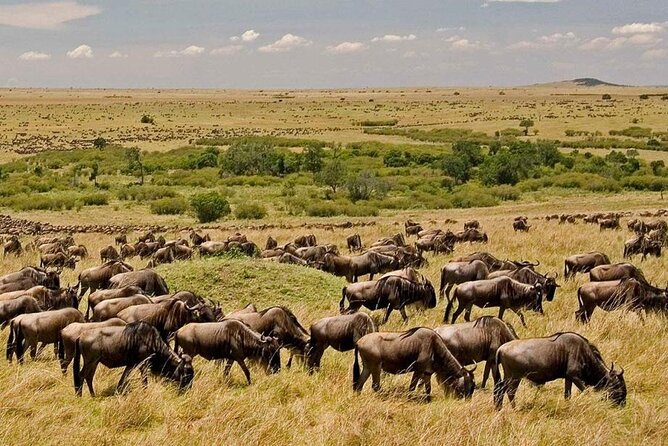 6-Day Private Landcruiser Safari to Masai Mara, Nakuru & Amboseli - How the Meals and Picnic Lunches Keep the Safari Moving