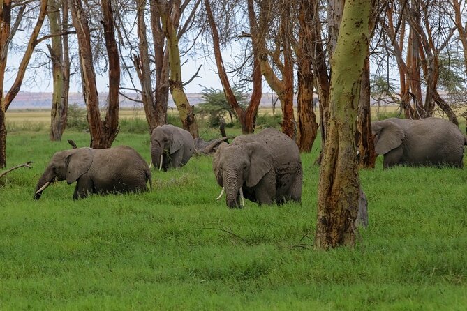 6-Day Private Landcruiser Safari to Masai Mara, Nakuru & Amboseli - Price and Value: What USD 2,165 Covers in Real Safari Terms