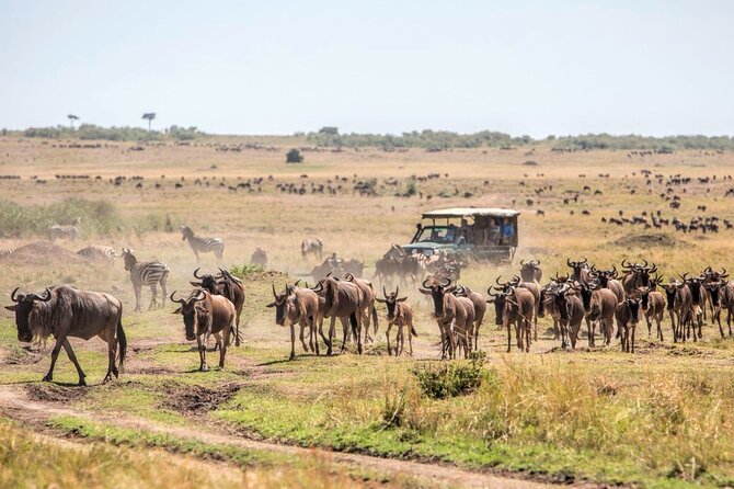 6-Day Private Landcruiser Safari to Masai Mara, Nakuru & Amboseli - Lake Nakuru: Flamingos First, Then Rhinos and Water Birds