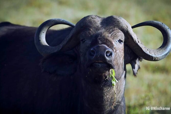 6-Day Samburu, Lake Nakuru, and Masai Mara Safari - Price and Logistics: What You Really Pay For