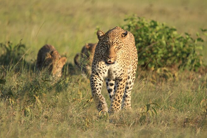 6-Day Samburu, Lake Nakuru, and Masai Mara Safari - Nairobi Day 6: One Last Drive and the Souvenir Market If Time Allows
