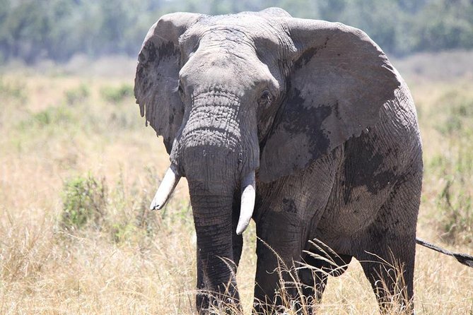 6-Day Samburu, Lake Nakuru, and Masai Mara Safari - Timing, Group Size, and What Private Actually Means