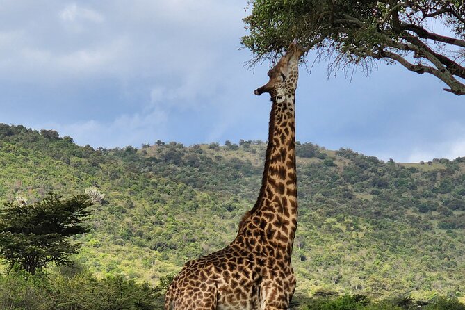 6 Days Amboseli, Lake Naivasha and Masai Mara Adventure - Amboseli National Park: Kilimanjaro Views and Elephants at Swamp Edges