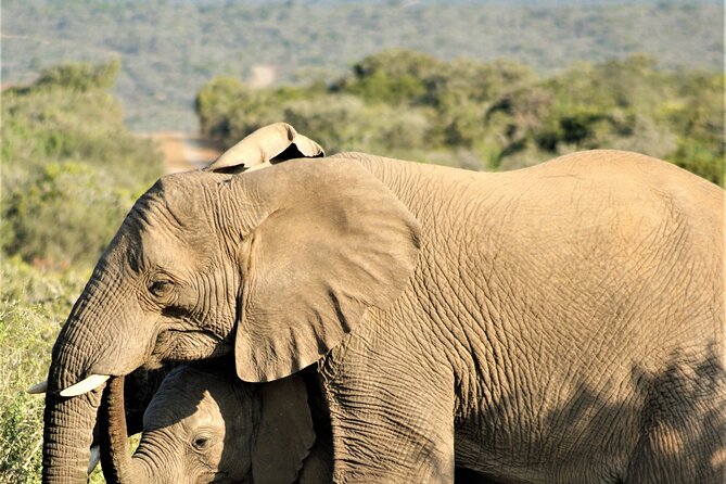 6 Days Amboseli, Lake Naivasha and Masai Mara Adventure - Guides, Real Support, and the Human Side of the Safari