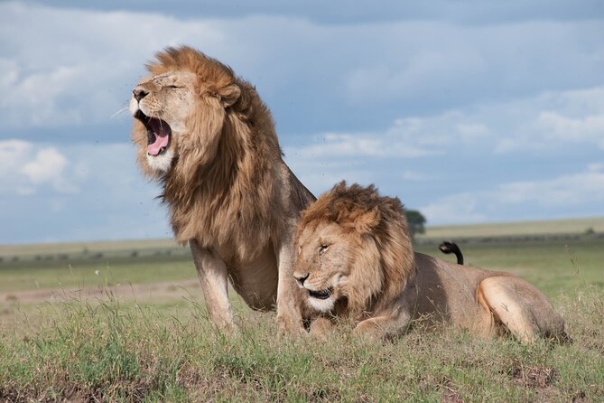 6 Days Amboseli, Lake Naivasha and Masai Mara Adventure - Should You Book 6 Days Amboseli, Lake Naivasha and Maasai Mara Adventure?